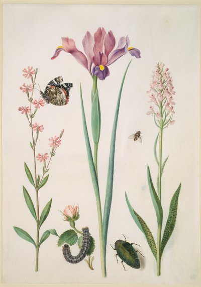 Leimkraut mit Admiral, Rose mit Fuchsfalter, Iris, Schwebfliege, Prachtkäfer und Orchidee von Maria Sibylla Merian
