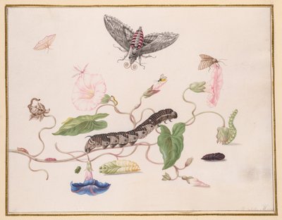 Winde und Metamorphose des Windenschwärmers von Maria Sibylla Merian