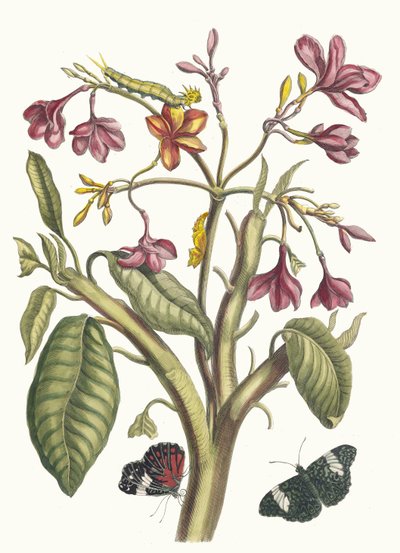 Jasmin des Indes. Aus dem Buch Metamorphosis insectorum Surinamensium von Maria Sibylla Merian