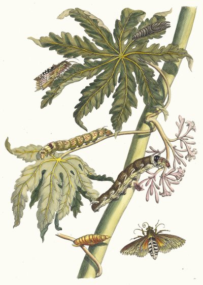 Papaya. Aus dem Buch Metamorphosis insectorum Surinamensium, 1705 von Maria Sibylla Merian