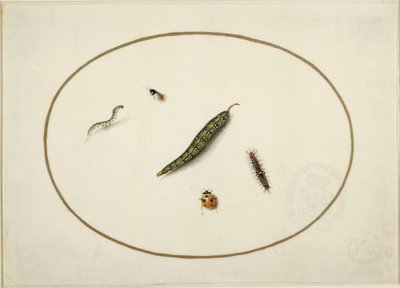 Raupen und Insekten, im Queroval, mit einer goldenen Linie eingefasst, miniaturartig fein ausgeführt von Maria Sibylla Merian