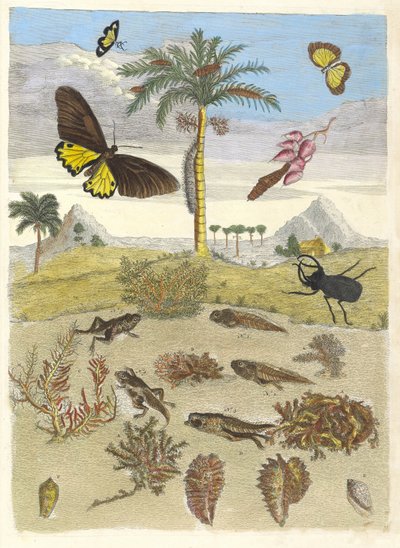Hirschkäfer, Amphibien und Palmen. Aus dem Buch Metamorphosis insectorum..., 1705 von Maria Sibylla Merian