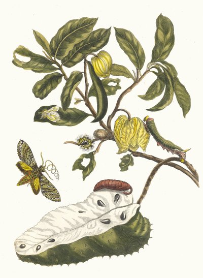 Zuursak. Aus dem Buch Metamorphosis insectorum Surinamensium, 1705 von Maria Sibylla Merian