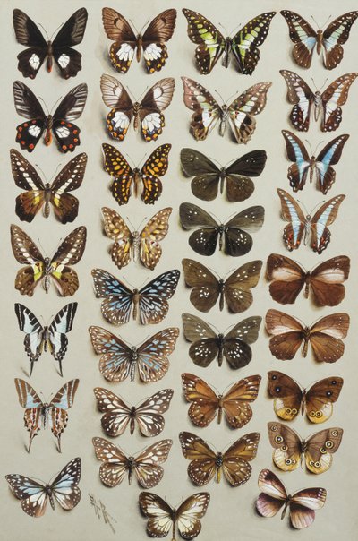 Dreiunddreißig Schmetterlinge, in vier Spalten, gehörend zu den Familien Papilionidae und Danainae von Marian Ellis Rowan