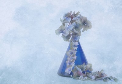 Blaue Hortensien Stillleben von Marie-anne Stas