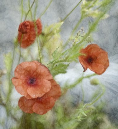 Träumende Rote Mohnblumen von Marie-anne Stas
