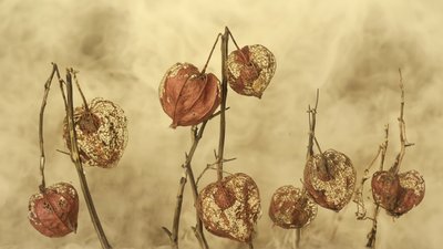 Getrocknete Herbstlaternen von Marie-anne Stas