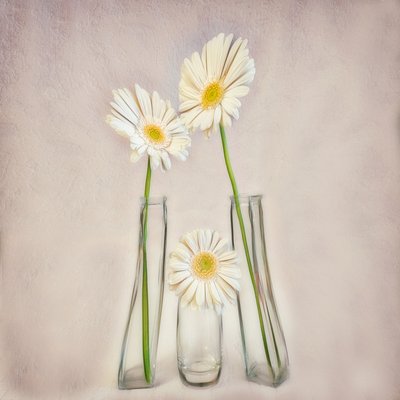 Elegante Weiße Gerbera von Marie-anne Stas