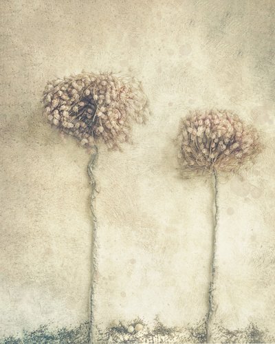Rustikale getrocknete Blumen von Marie-anne Stas