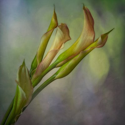 Sanfte Calla-Lilien von Marie-anne Stas