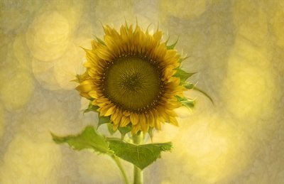 Weiche goldene Sonnenblume von Marie-anne Stas