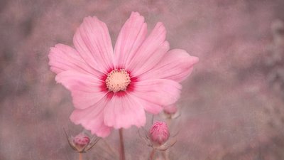 Zarte rosa Kosmosblume von Marie-anne Stas