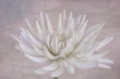 Zarte weiße Dahlie von Marie-anne Stas