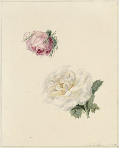 Studien einer rosa und einer weißen Rose von Marie Louise Praetorius