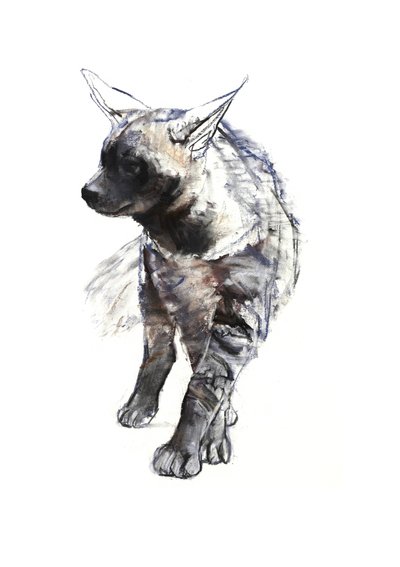 Gestreifter Hyänenwelpe, 2010 von Mark Adlington