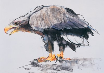 Weißschwanz-Seeadler, 2001 von Mark Adlington