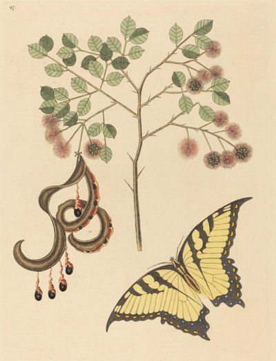Katzenkralle Mimosa circinalis, veröffentlicht 1731-1743 von Mark Catesby