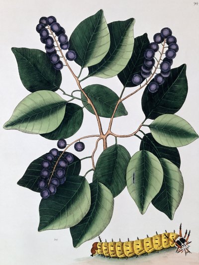 Taubenpflaume und eine große Hornraupe von Mark Catesby