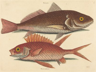 Der Croker Perca undulata, veröffentlicht 1731-1743 von Mark Catesby