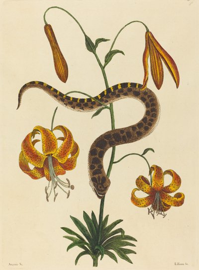 Die Hakennasenschlange Boa contortrix, veröffentlicht 1731-1743 von Mark Catesby