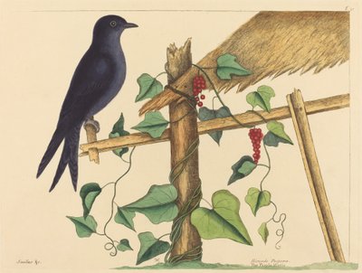Die Purpurschwalbe (Hirundo purpurea) von Mark Catesby
