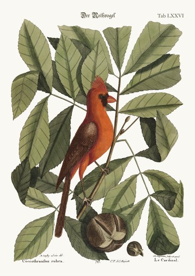 Der rote Vogel von Mark Catesby
