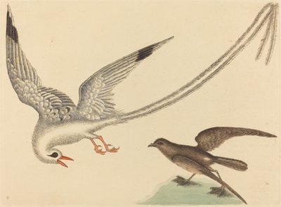 Der Reisvogel Emberiza oryzivora, veröffentlicht 1731-1743 von Mark Catesby