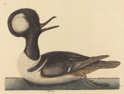 Die Haubenente Mergus cucullatus, veröffentlicht 1731-1743 von Mark Catesby