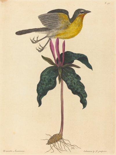 Der Gelbbrust-Waldsänger von Mark Catesby