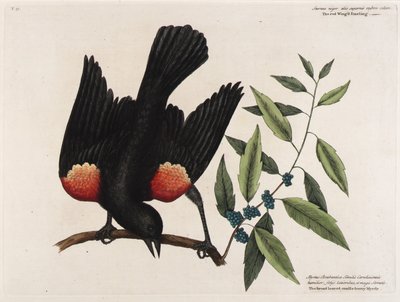 Der Rotflügelstärling. Die breitblättrige Kerzenbeerenmyrte. von Mark Catesby
