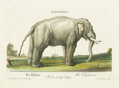 Asiatischer Elefant in Ketten von Martin Elias Ridinger