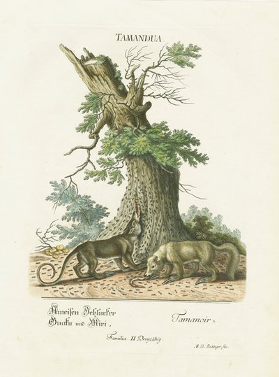 Kleine Ameisenbären unter einem Baum von Martin Elias Ridinger