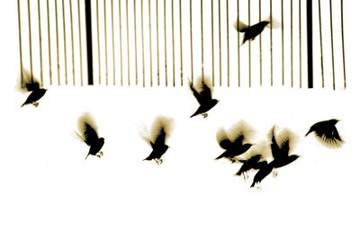 Stare, 2003 von Martin Mossop