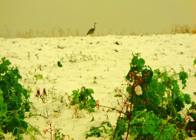 Schnee von Martina Konitzky