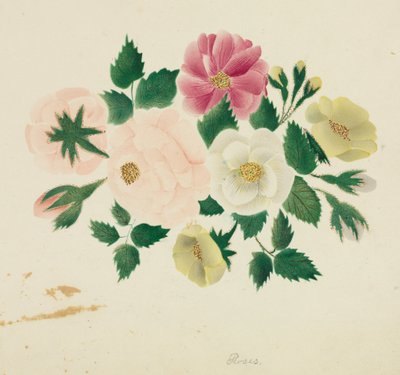 Junirosen von Mary Altha Nims