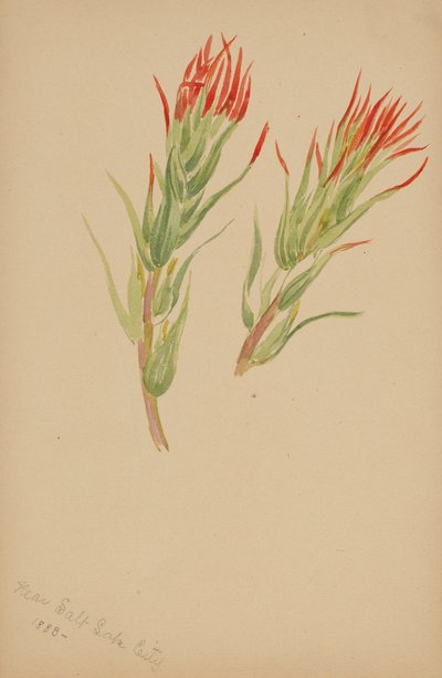 (Ohne Titel--Pflanzenstudie) von Mary Vaux Walcott