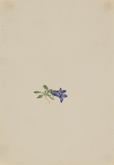 Alpen-Glockenblume (Campanula lasiocarpa) von Mary Vaux Walcott