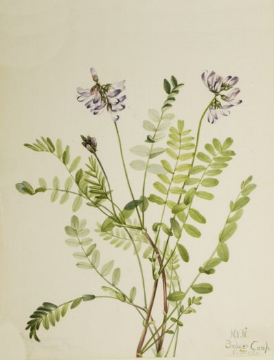 Alpen-Tragant Astragalus alpinus von Mary Vaux Walcott