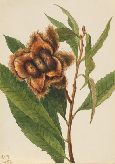 Amerikanische Kastanie (Castanea dentata) von Mary Vaux Walcott