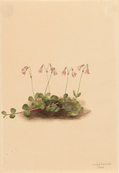 Amerikanische Zwillingblume Linnaea borealis americana, 1902 von Mary Vaux Walcott