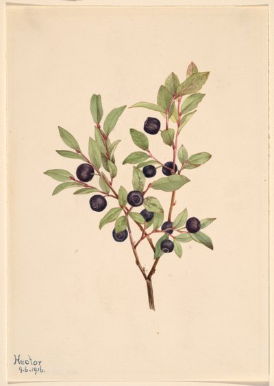 Große Heidelbeere (Vaccinium membranaceum) von Mary Vaux Walcott