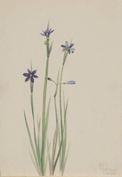 Blaue Augenlilie (Sisyrinchium angustifolium) von Mary Vaux Walcott