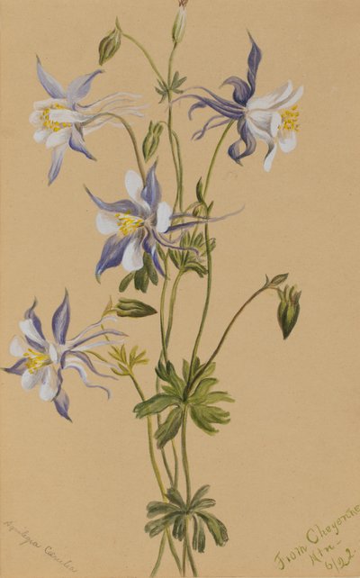 Blaue Akelei Aquilegia caerulea, 1922 von Mary Vaux Walcott