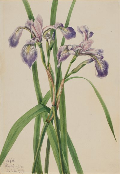 Blauflagge Iris Iris versicolor von Mary Vaux Walcott