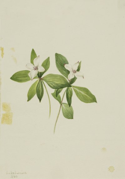 Knöterich Cornus canadensis, 1902 von Mary Vaux Walcott