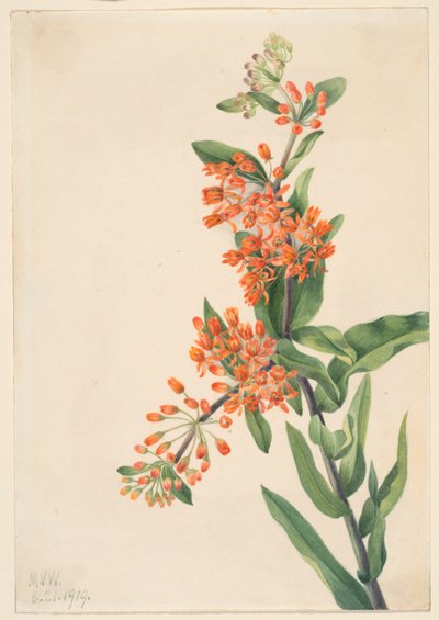 Schmetterlingskraut (Ascelpias tuberosa) von Mary Vaux Walcott