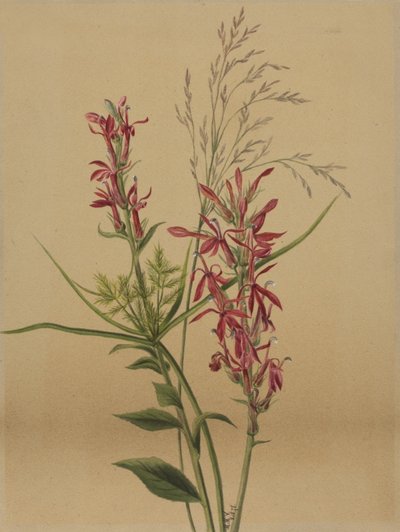 Kardinalblume Lobelia cardinalis, 1878 von Mary Vaux Walcott