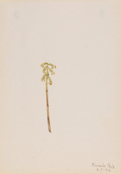 Korallenwurz (Corallorhiza corallorhiza) von Mary Vaux Walcott
