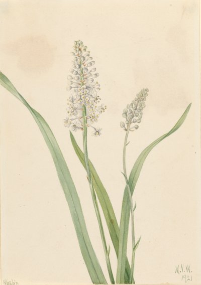 Krähenlauch Chrosperma muscaetoxicum, 1921 von Mary Vaux Walcott