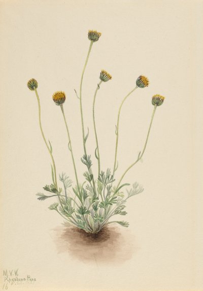 Geschnittenes Blatt-Fleabane (Erigeron compositus nudus) von Mary Vaux Walcott